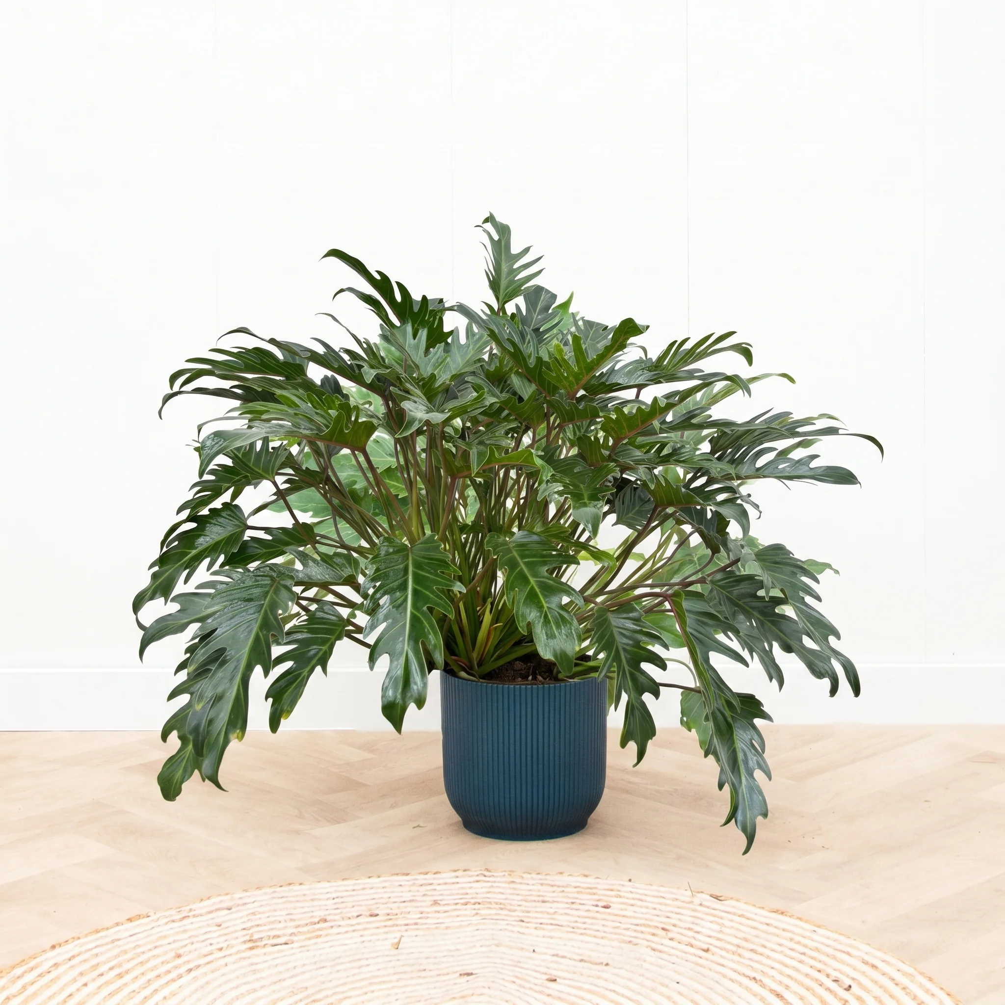 Miniatuur 1
