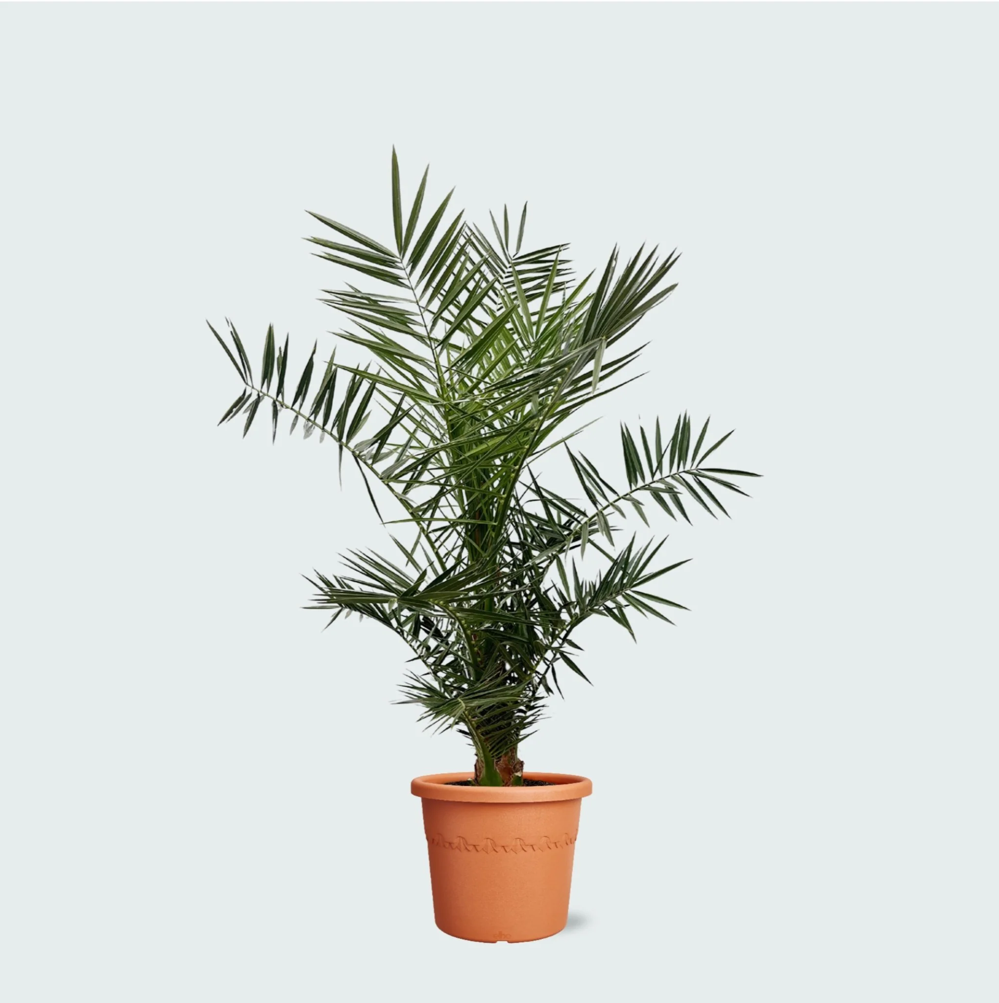 Miniatuur 1
