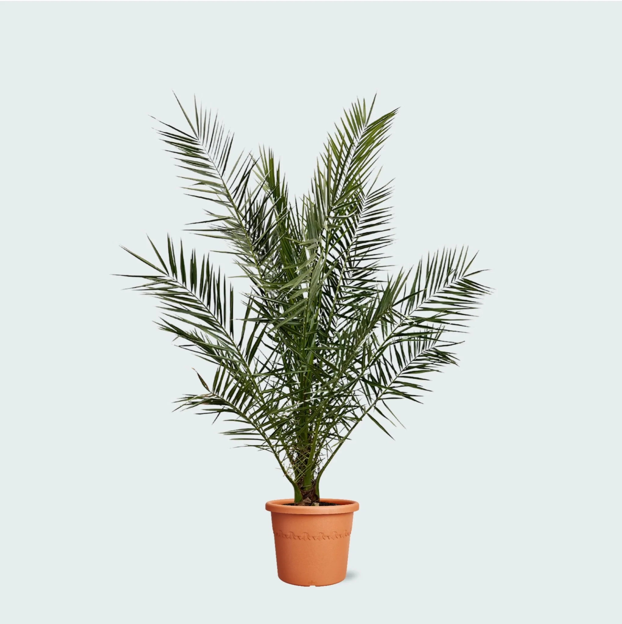 Miniatuur 1