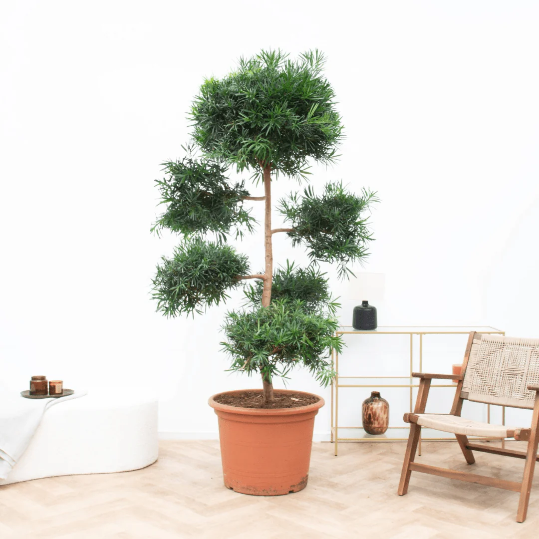 Miniatuur 1