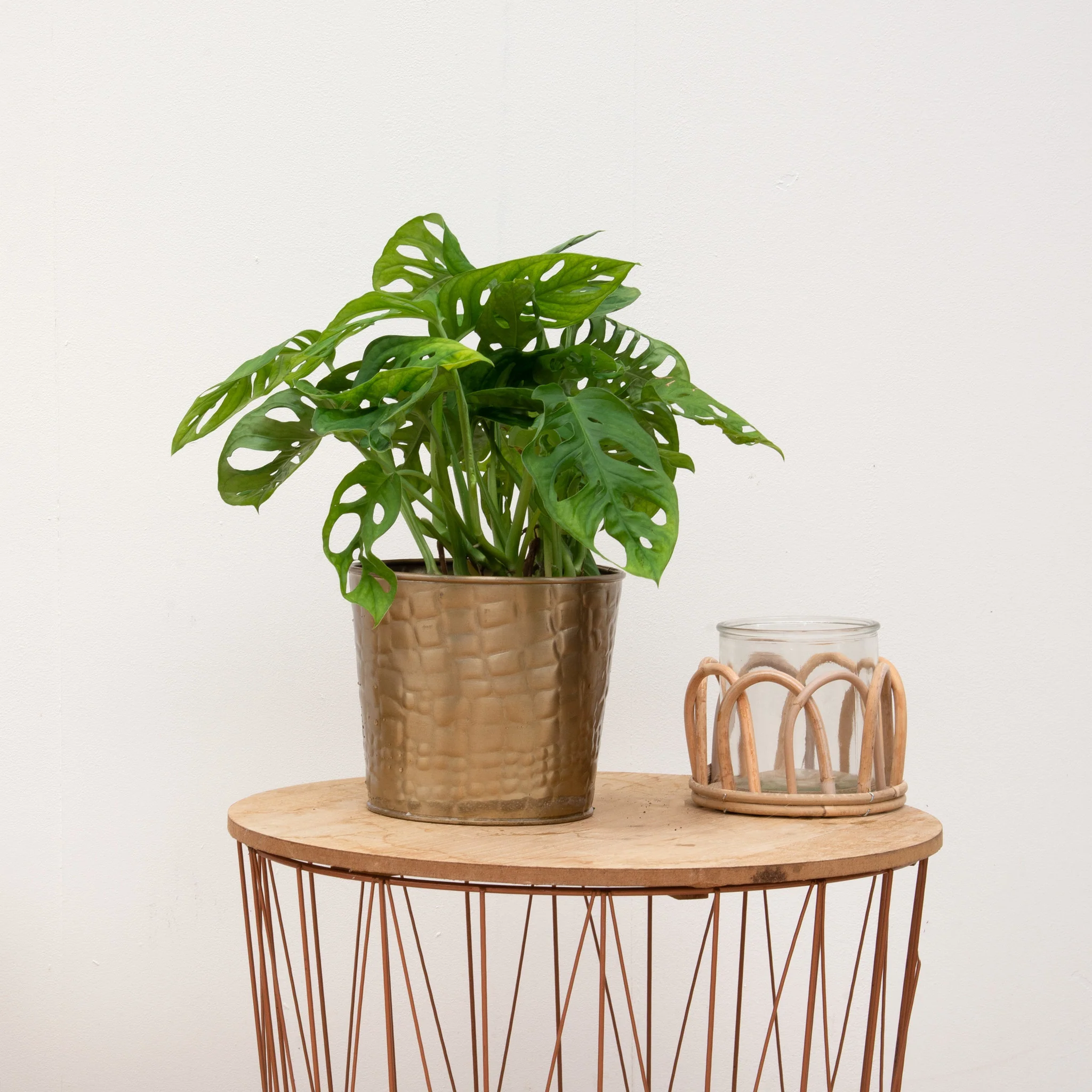Miniatuur 2