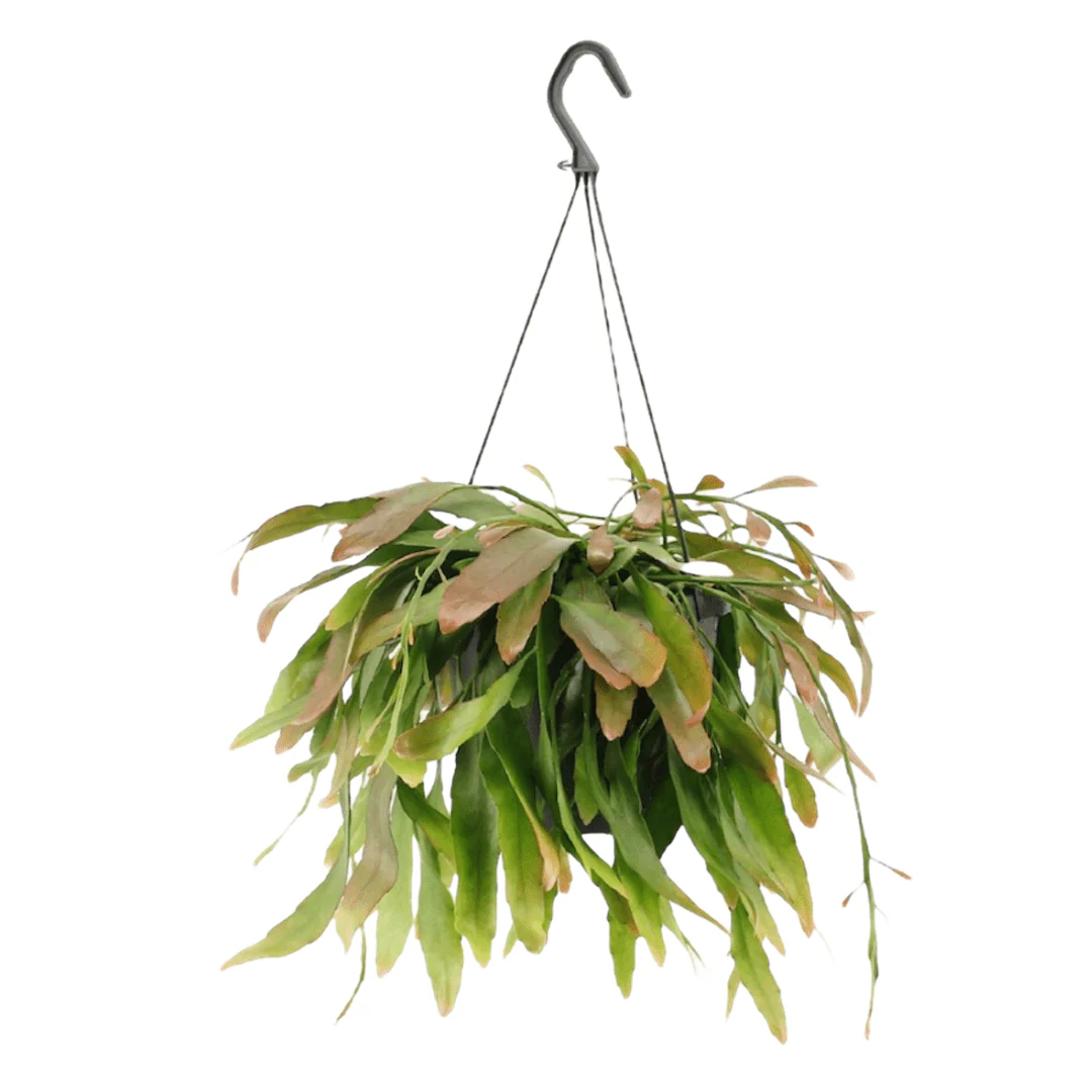 Miniatuur 2