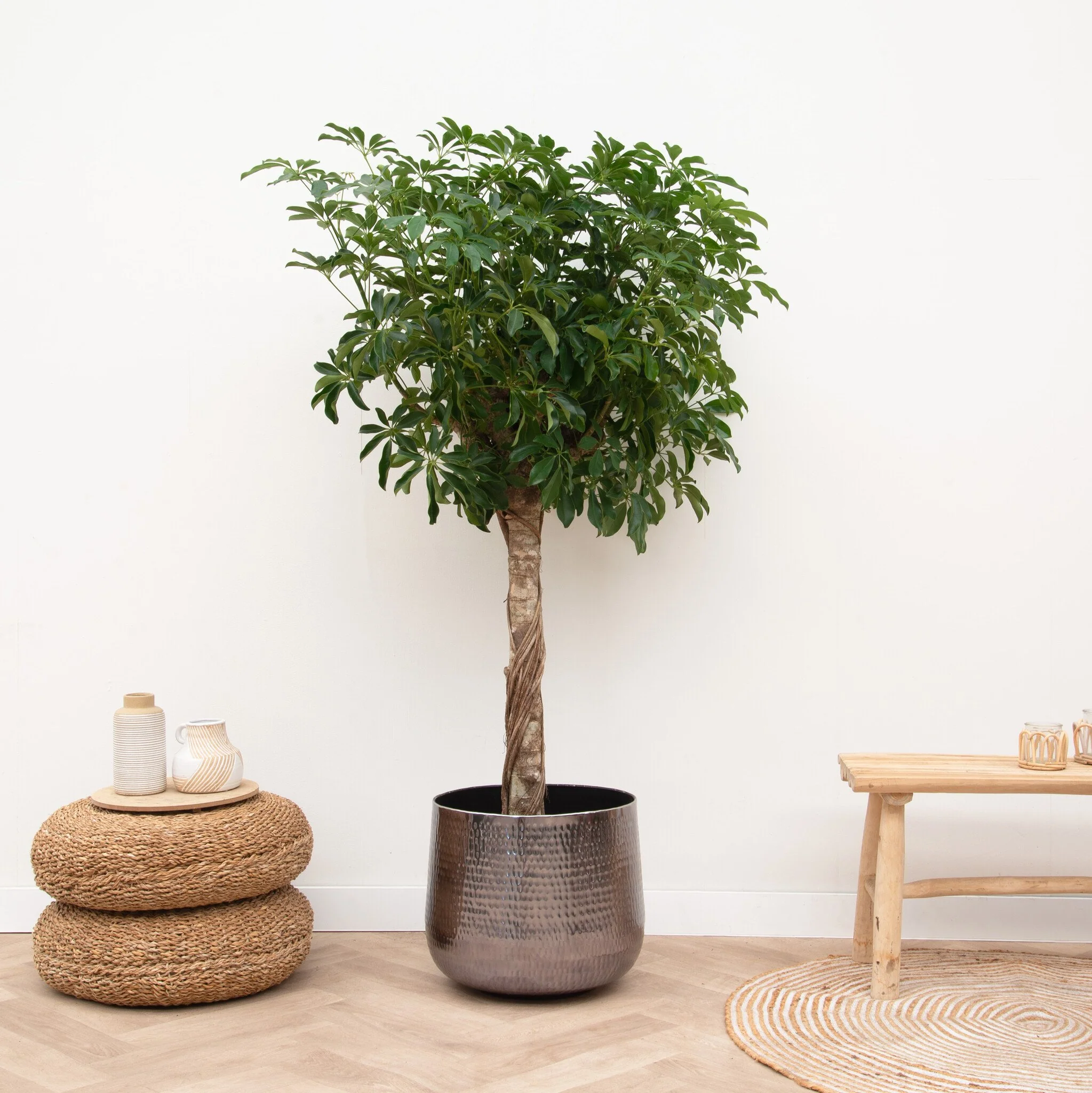 Miniatuur 2