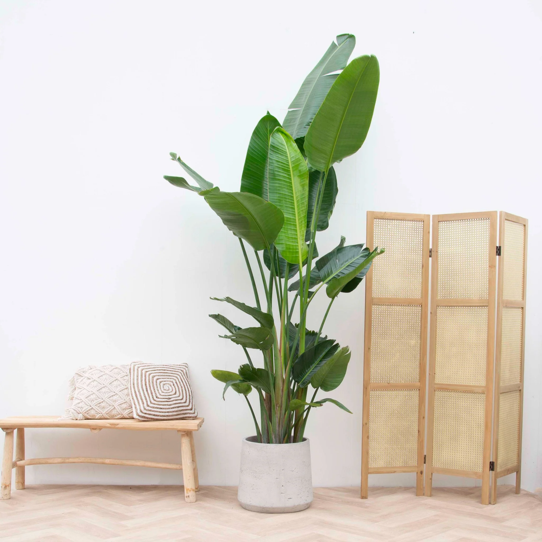 Miniatuur 2