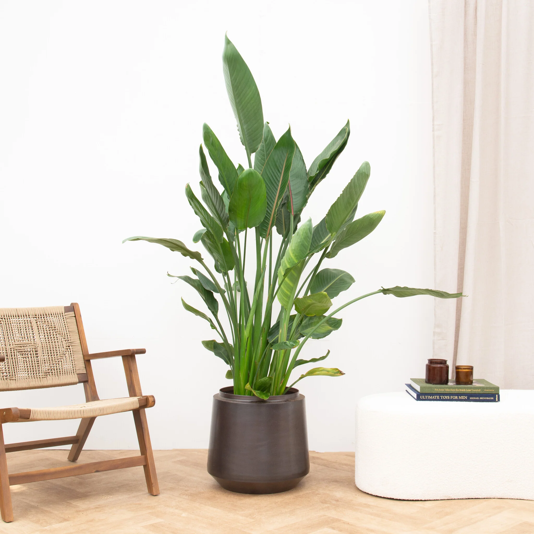 Miniatuur 2