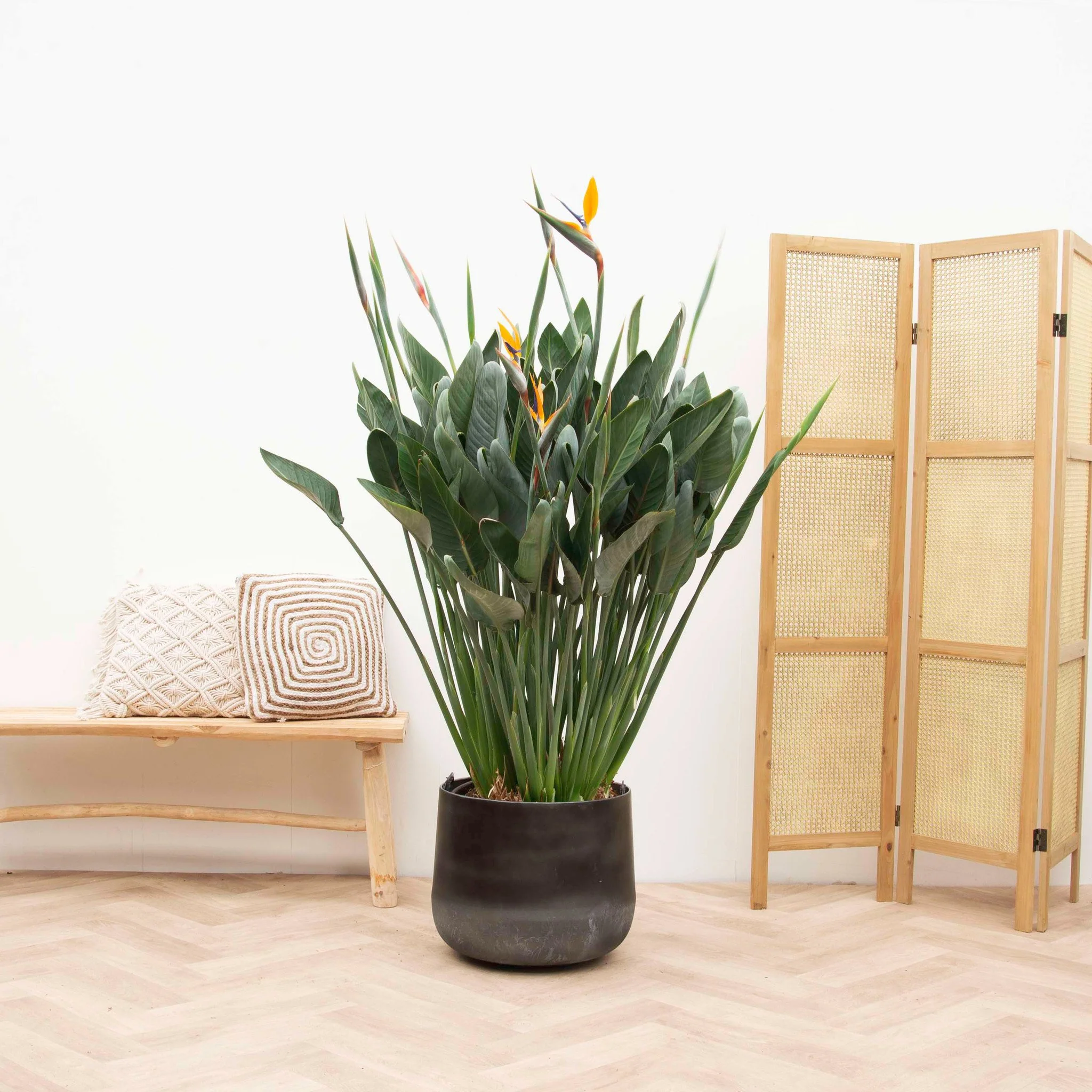 Miniatuur 1