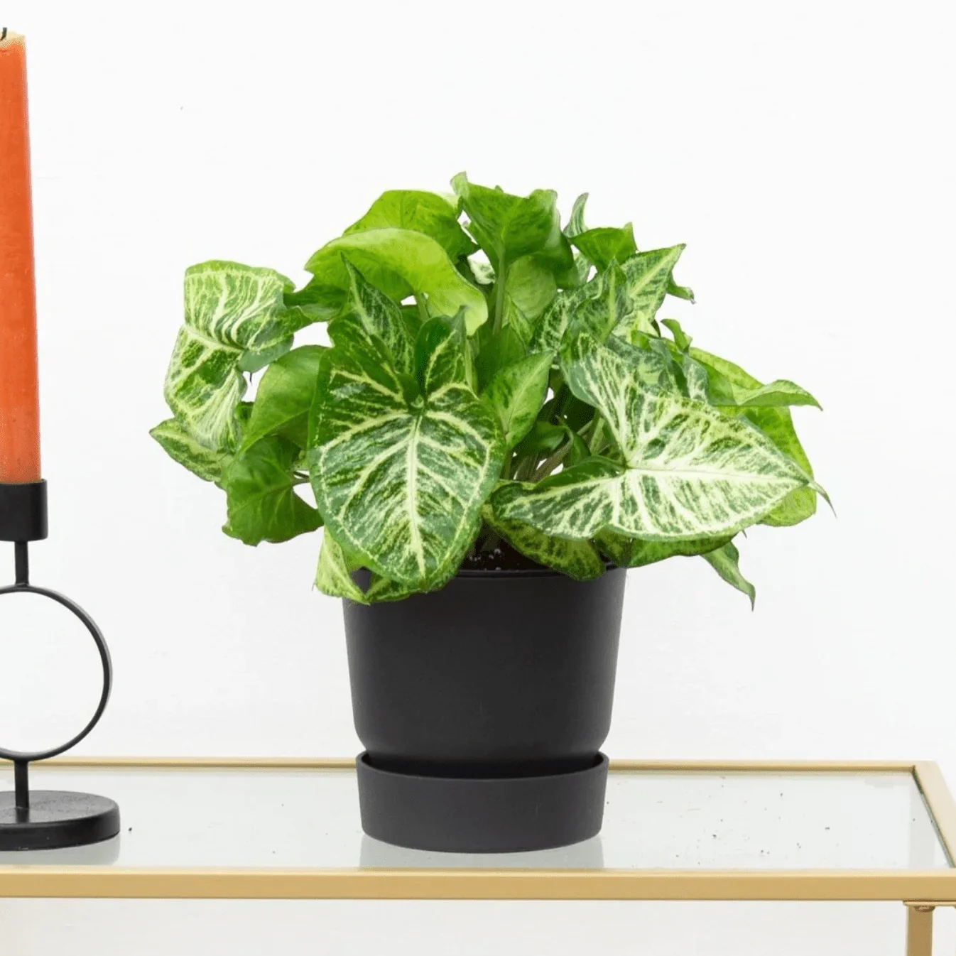 Miniatuur 1