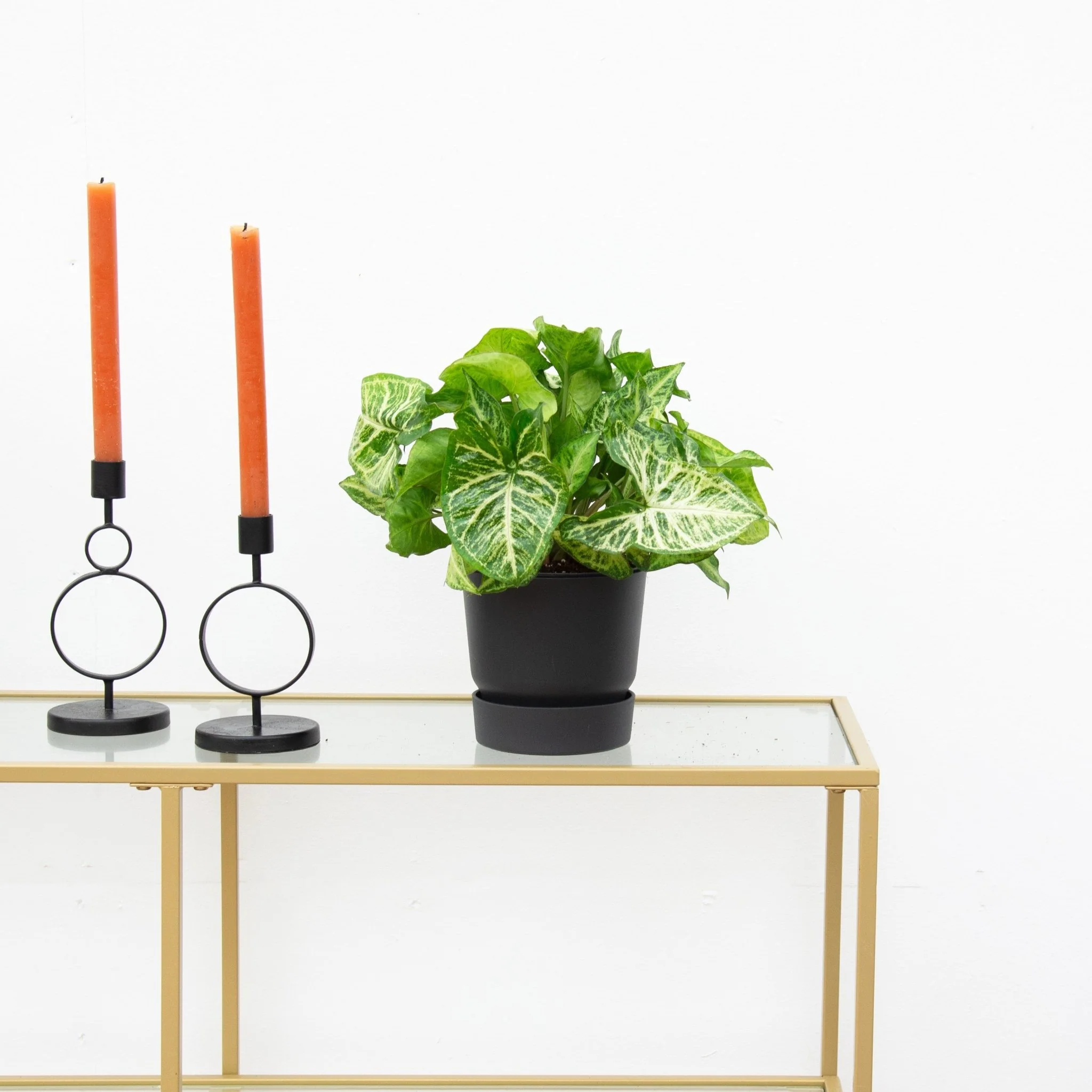 Miniatuur 2