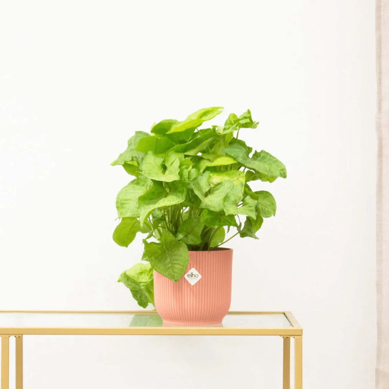 Miniatuur 1