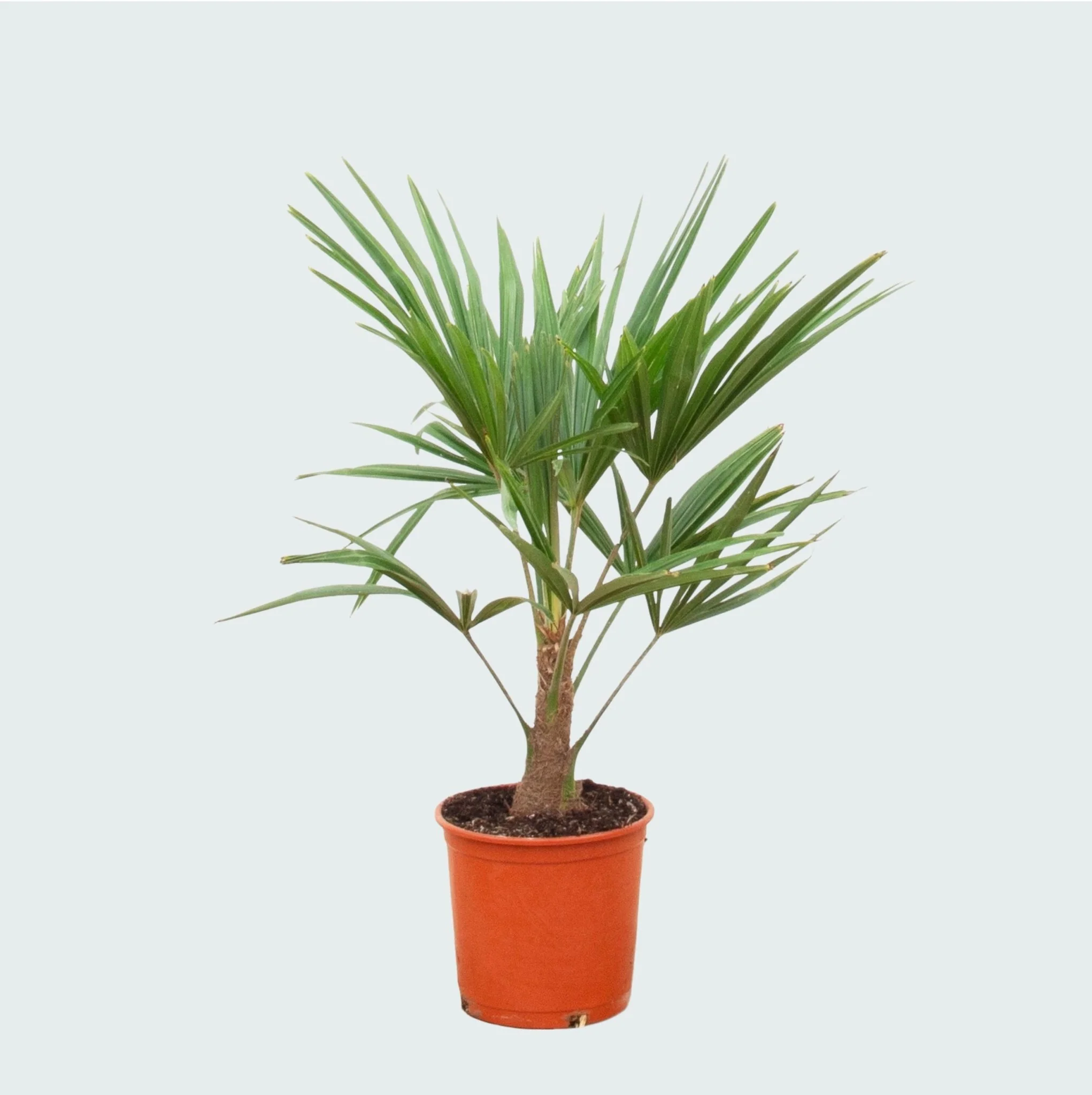 Miniatuur 1