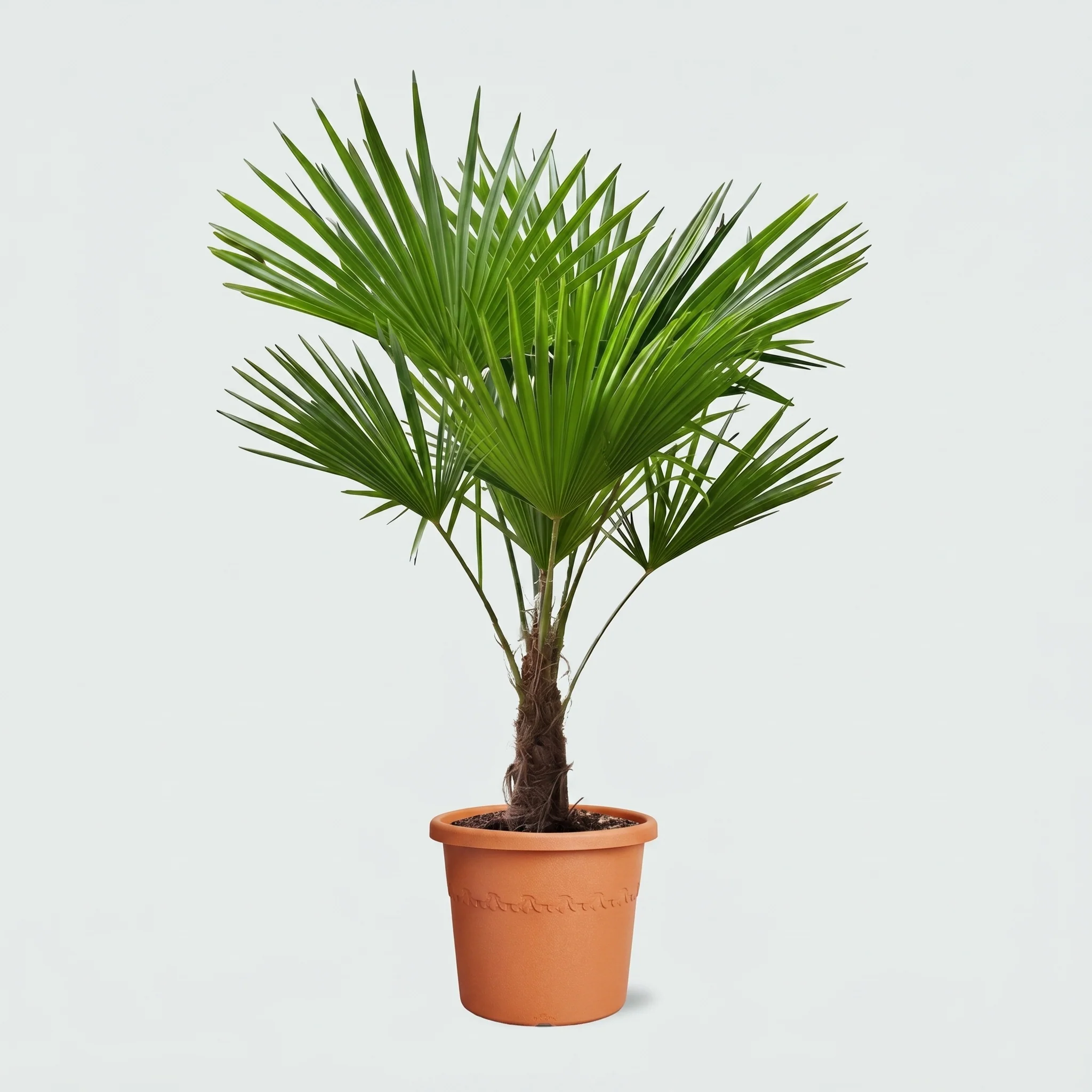 Miniatuur 1