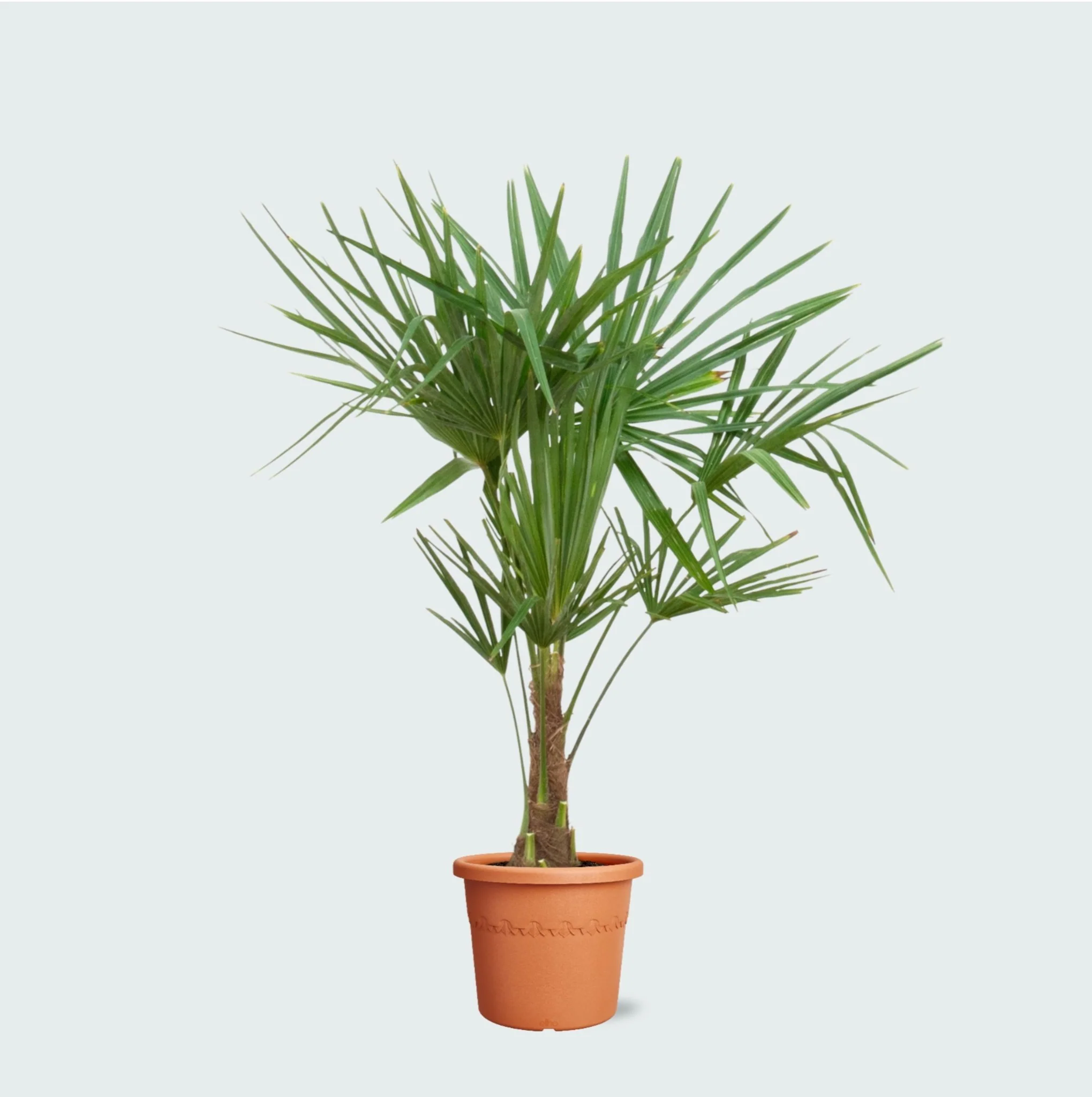Miniatuur 1