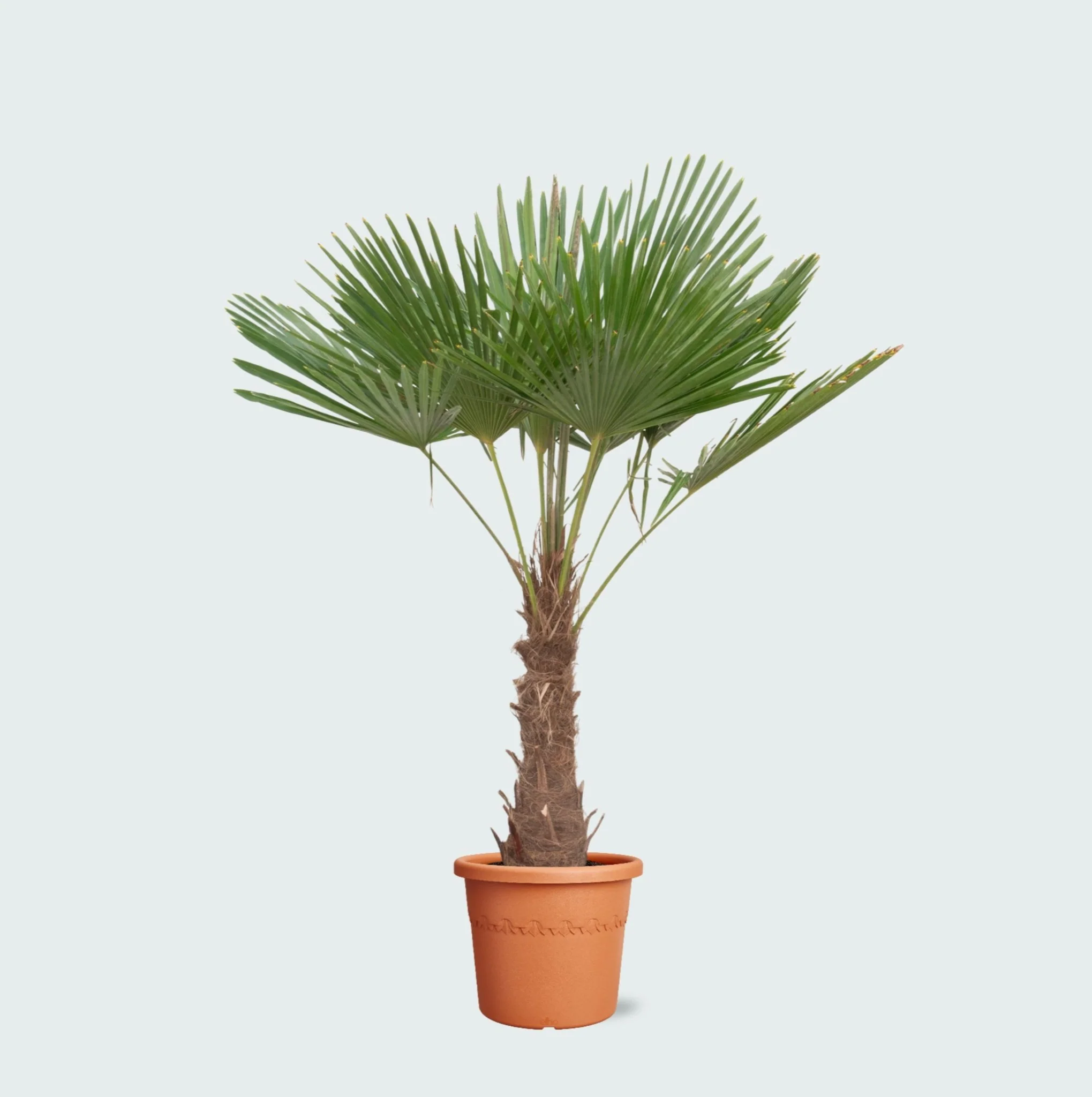 Miniatuur 1