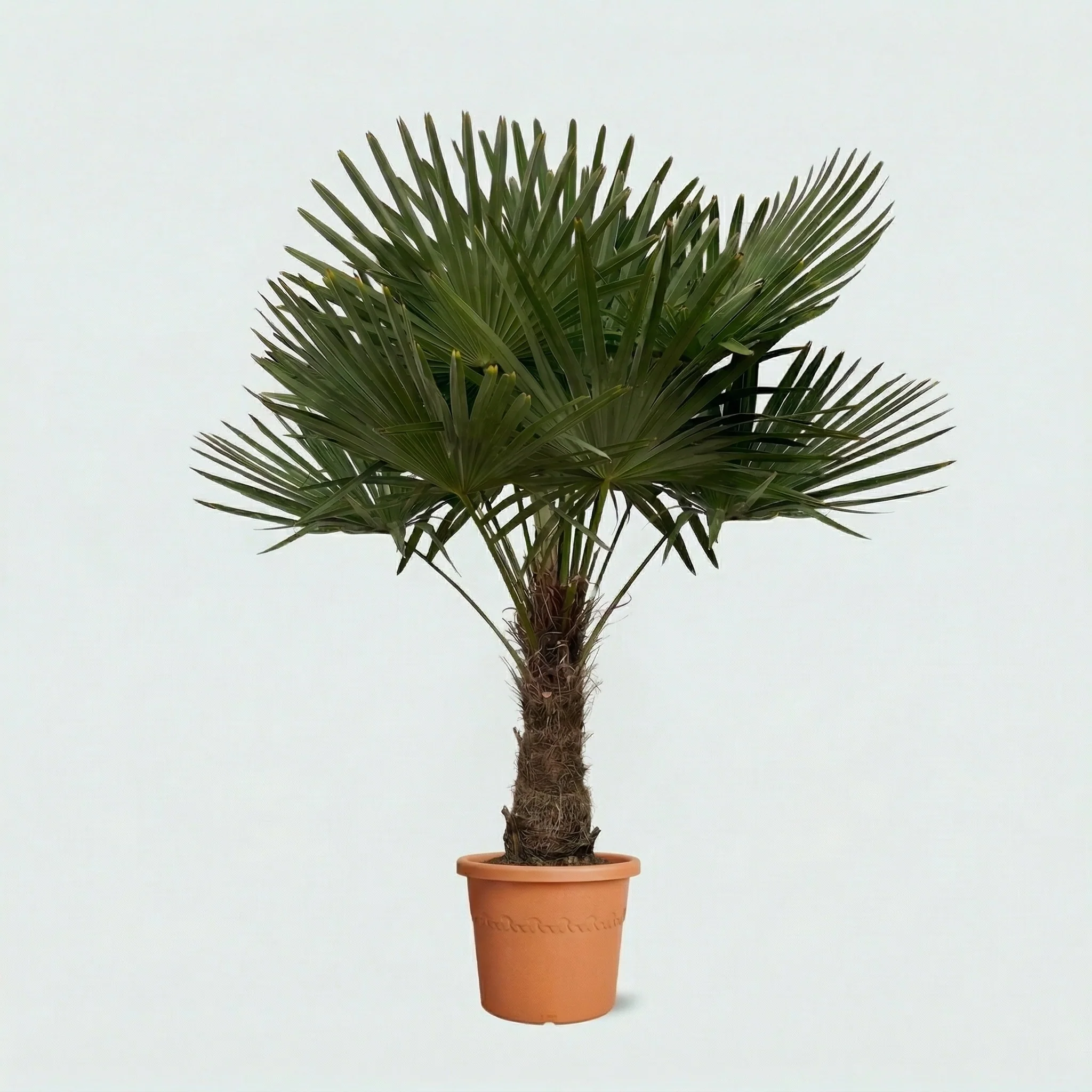Miniatuur 1