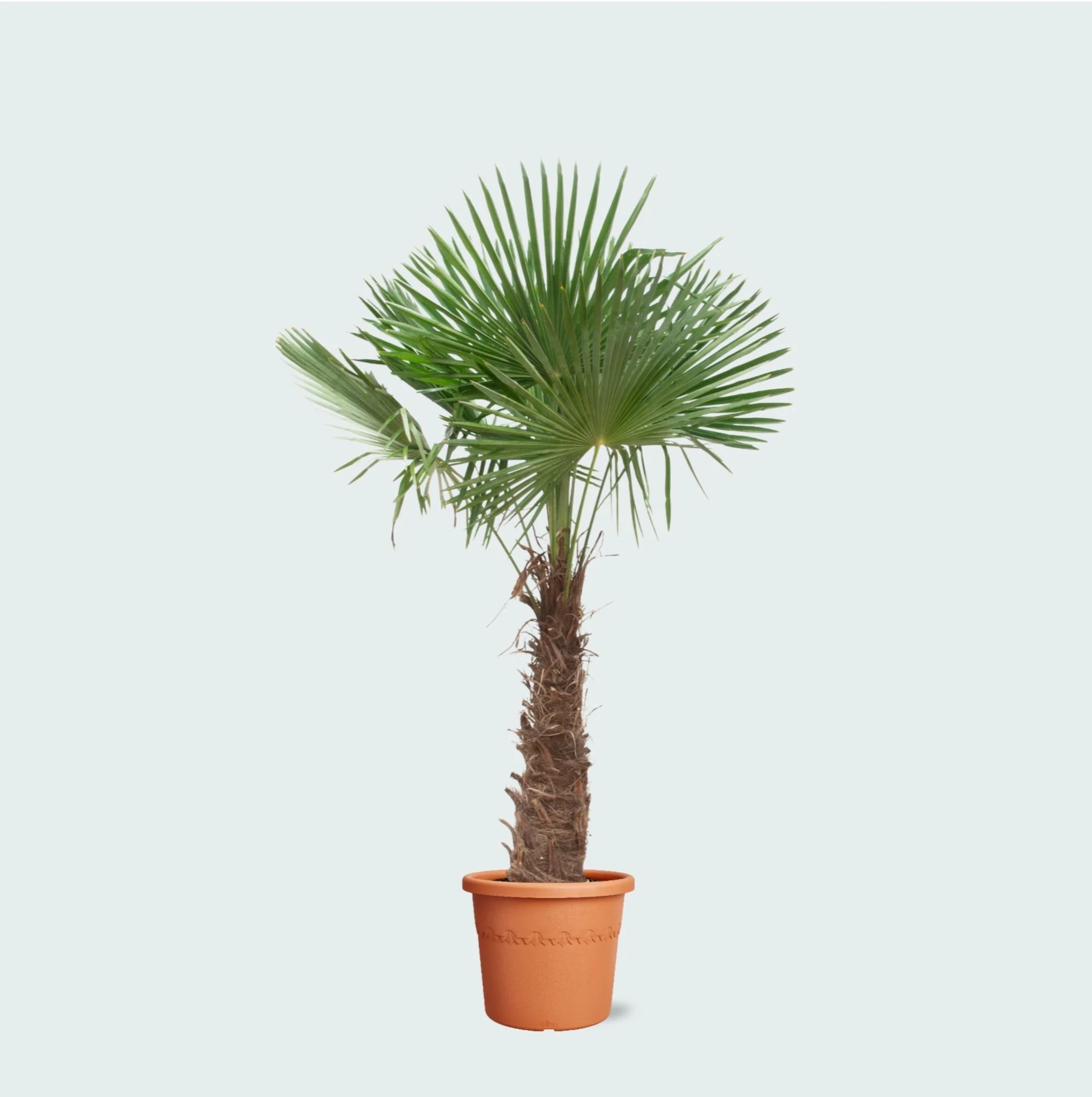 Miniatuur 1