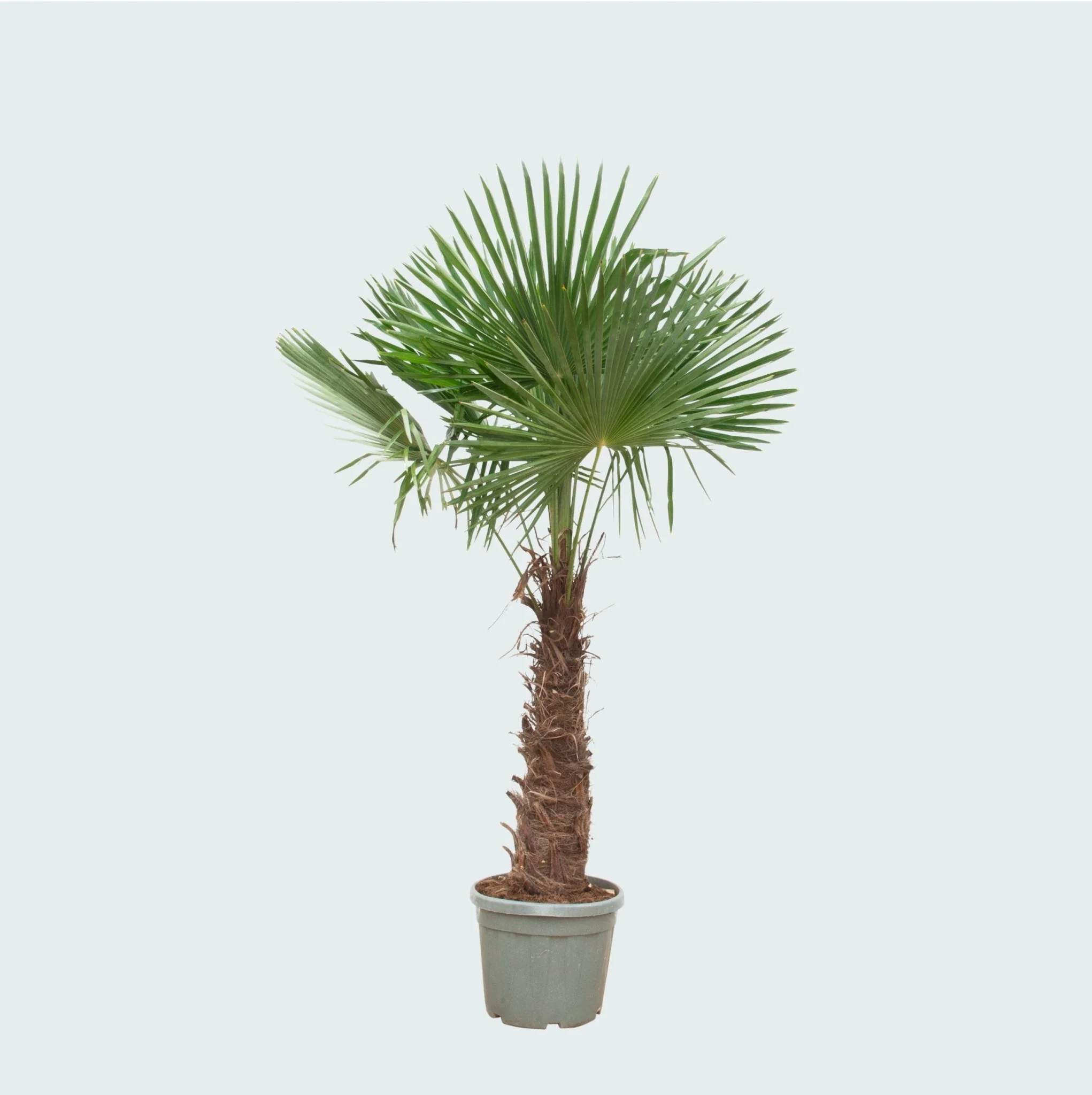 Miniatuur 2
