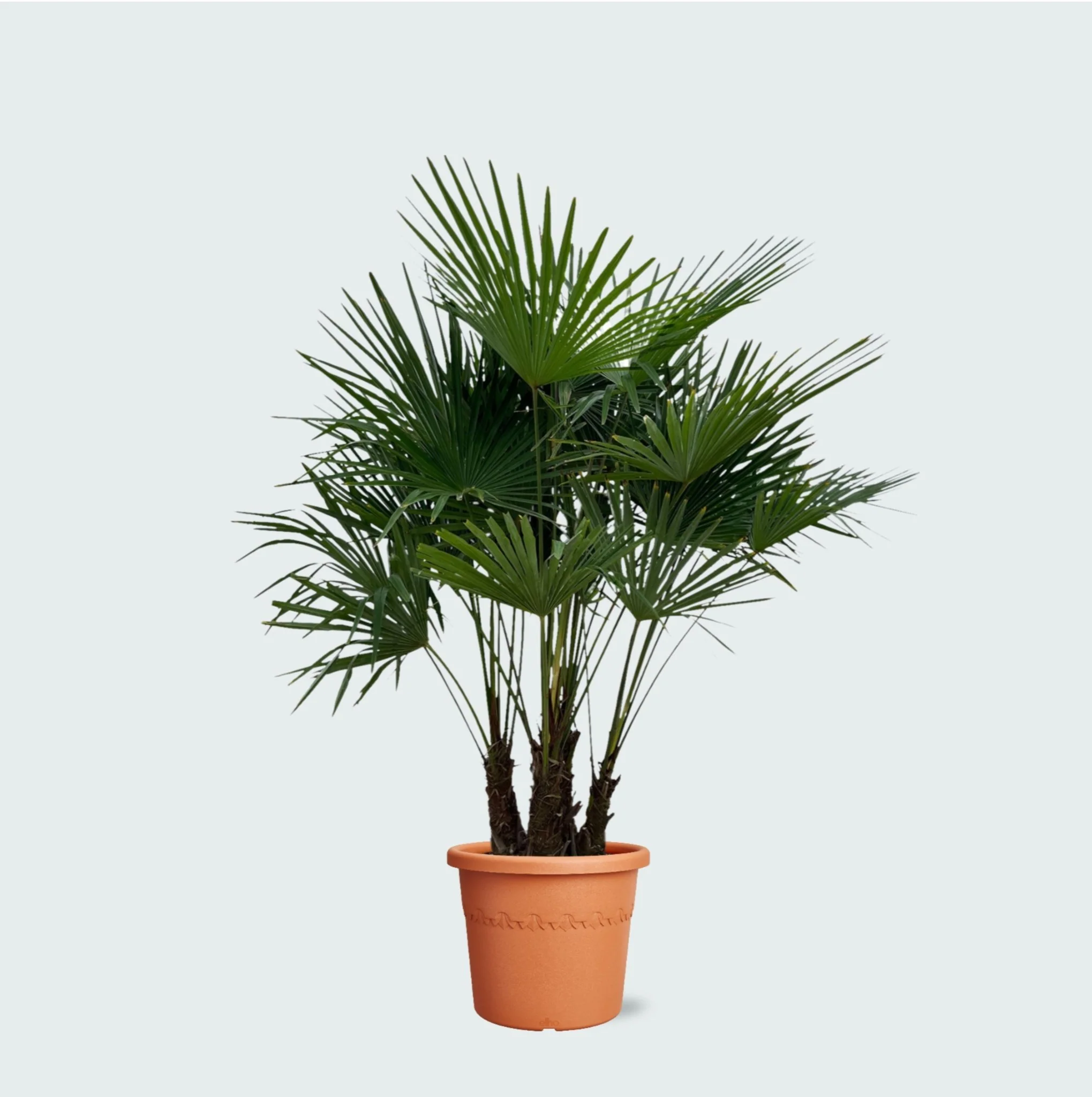 Miniatuur 1