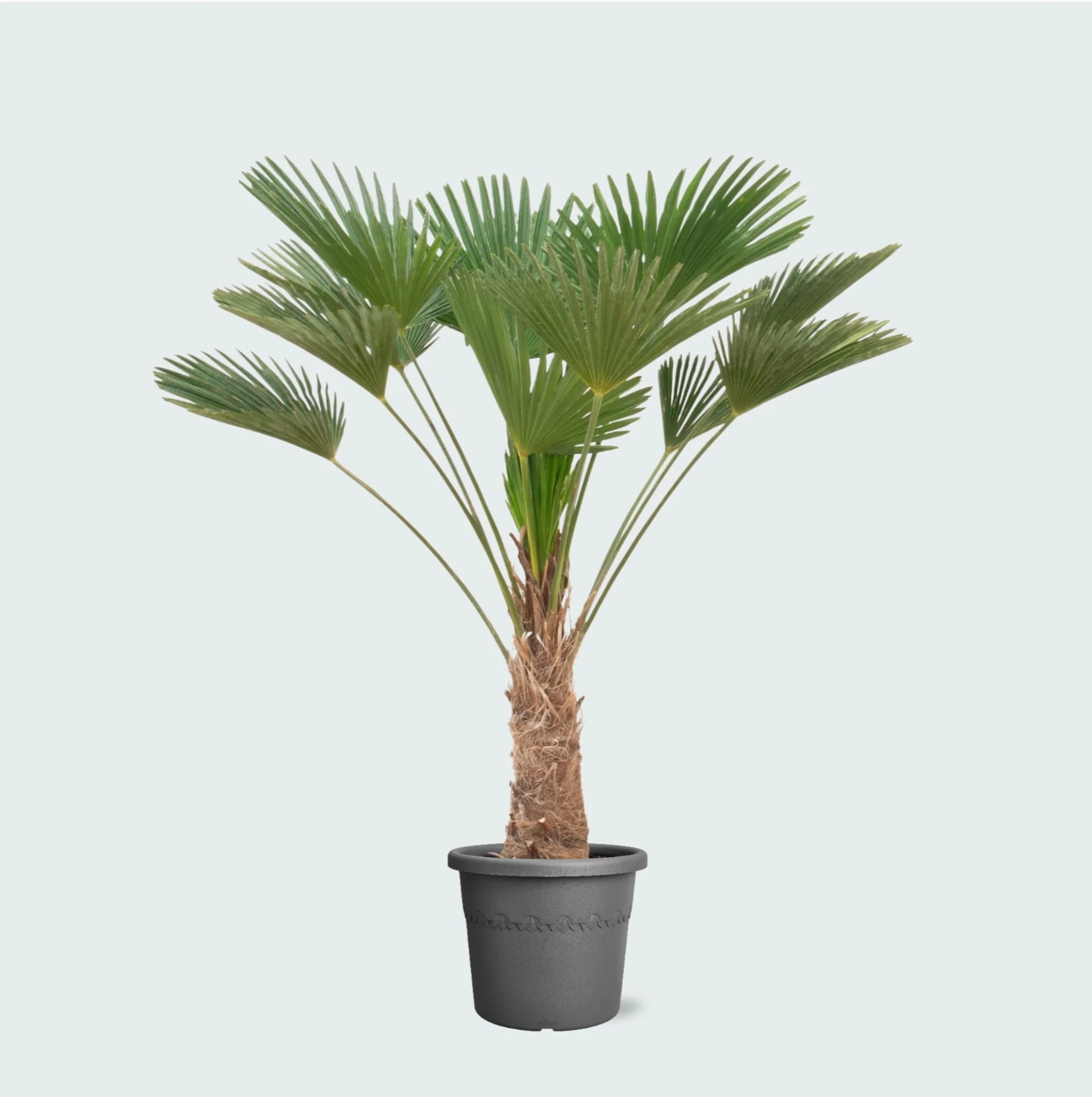 Miniatuur 1