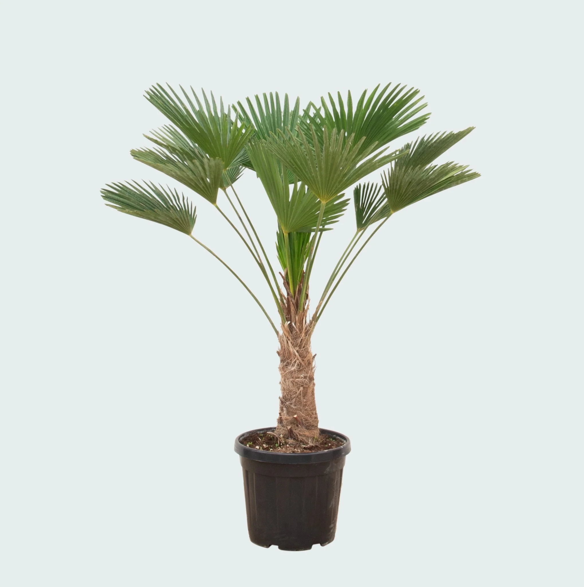 Miniatuur 2