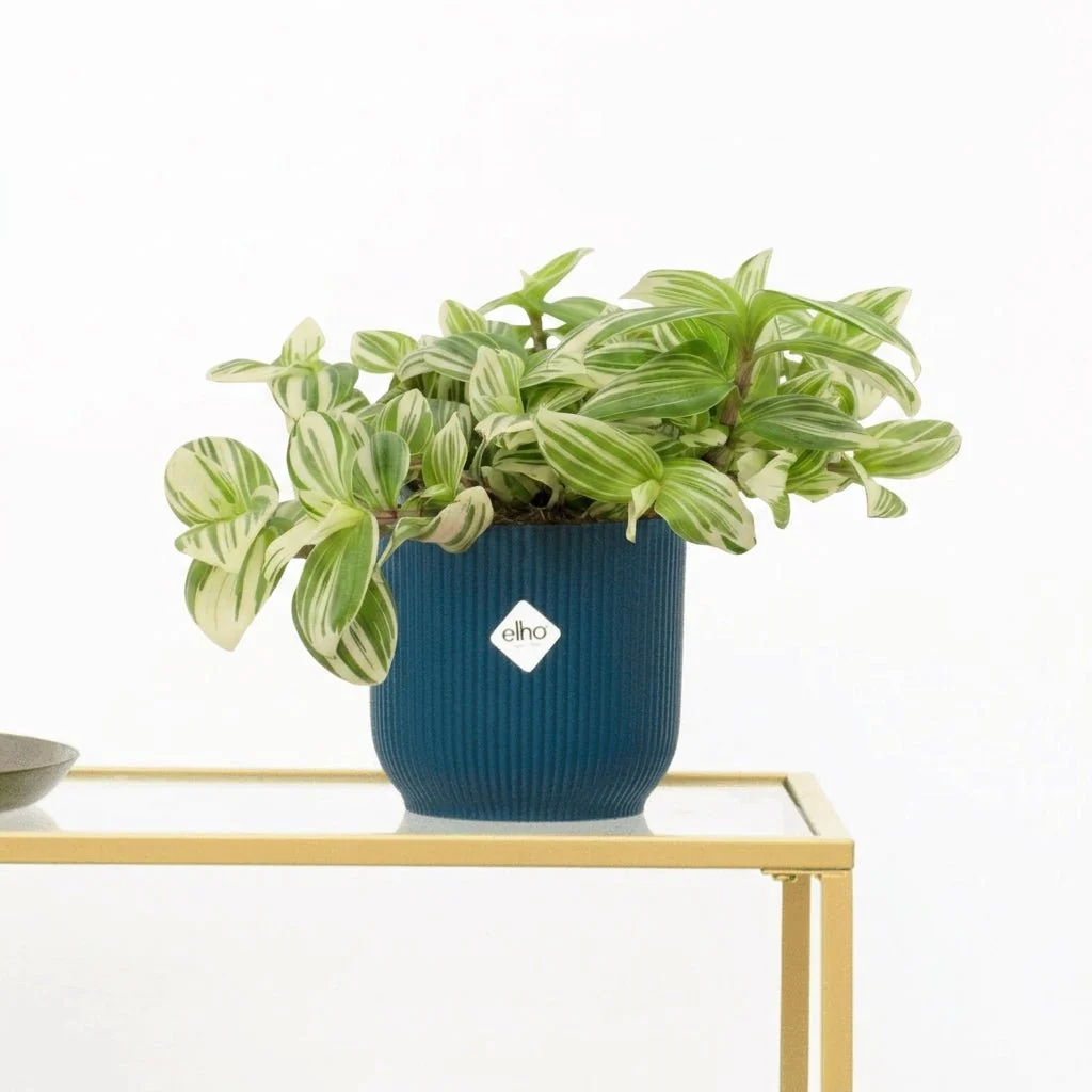 Miniatuur 1
