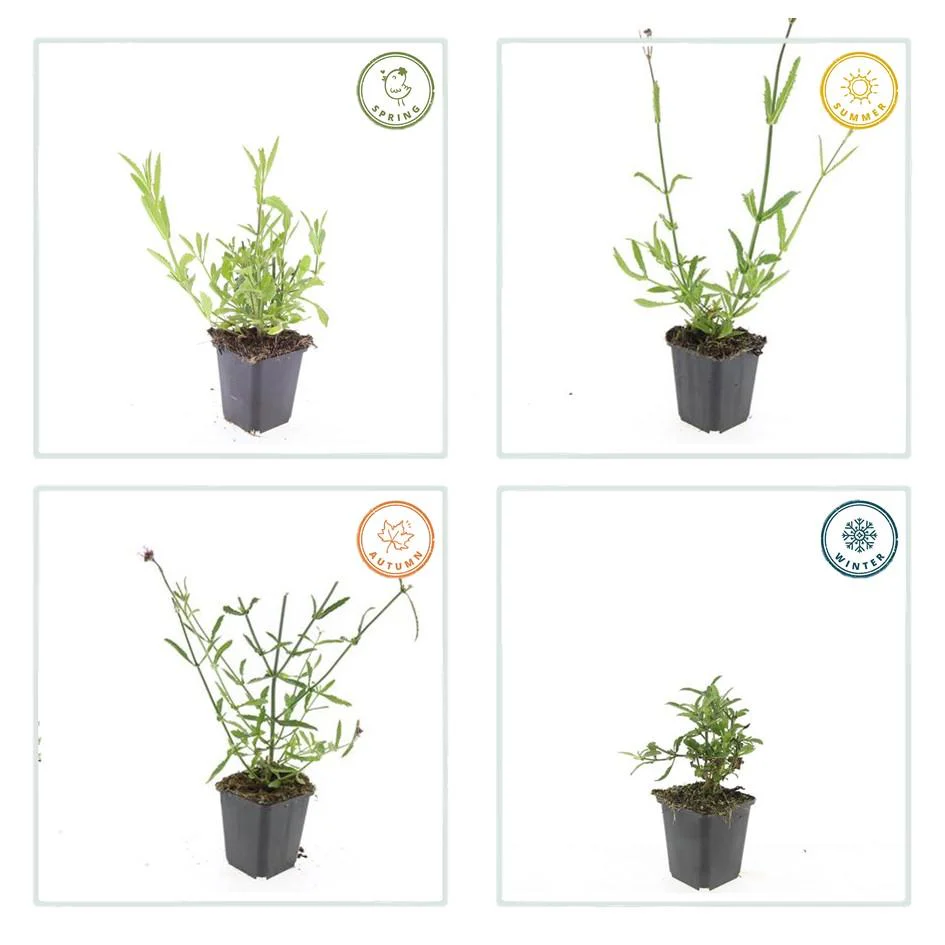 Miniatuur 2