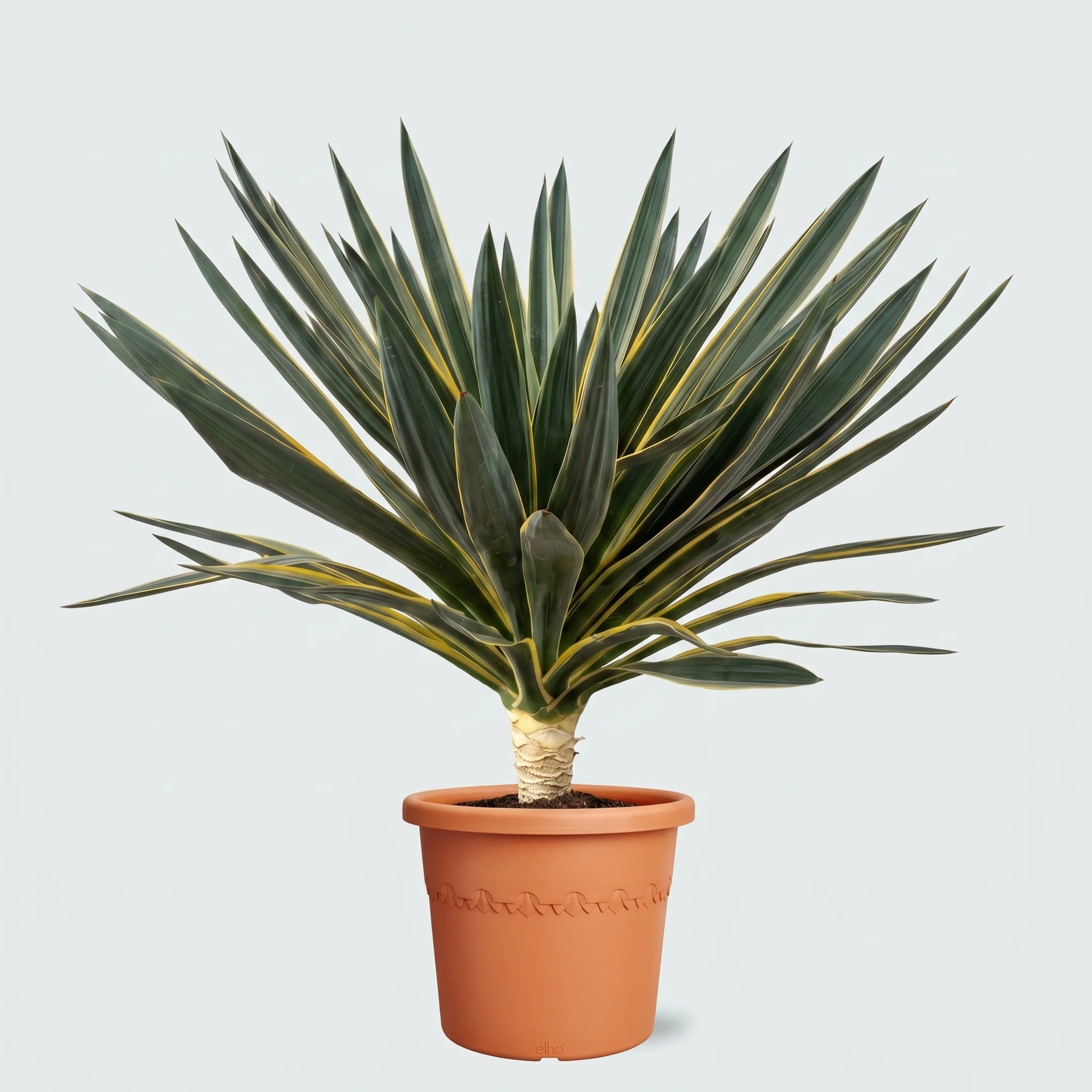 Miniatuur 1