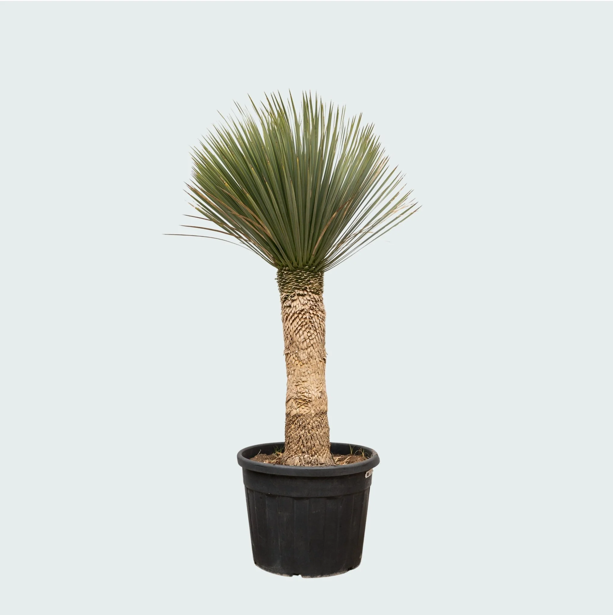 Miniatuur 1