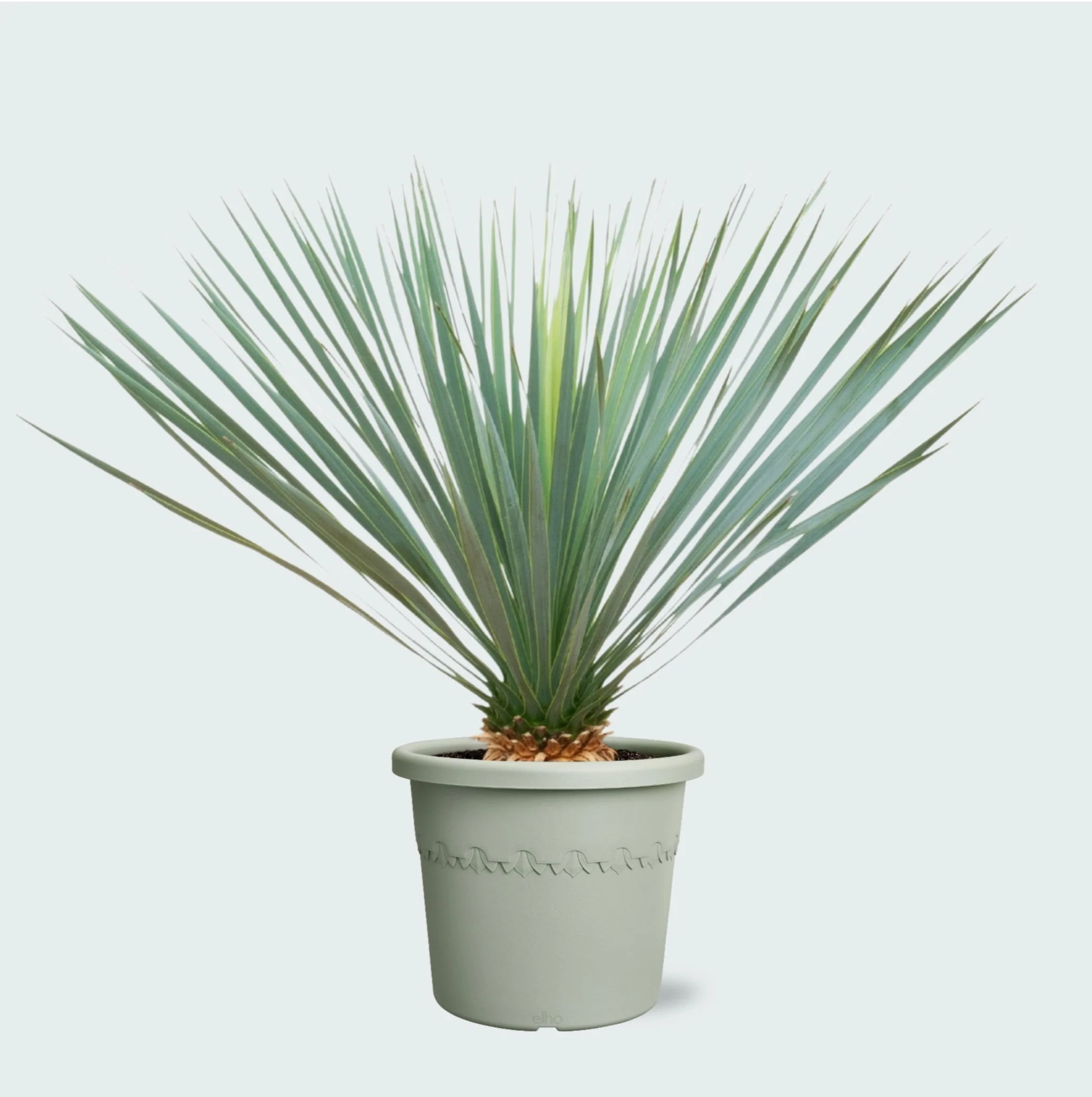 Miniatuur 1