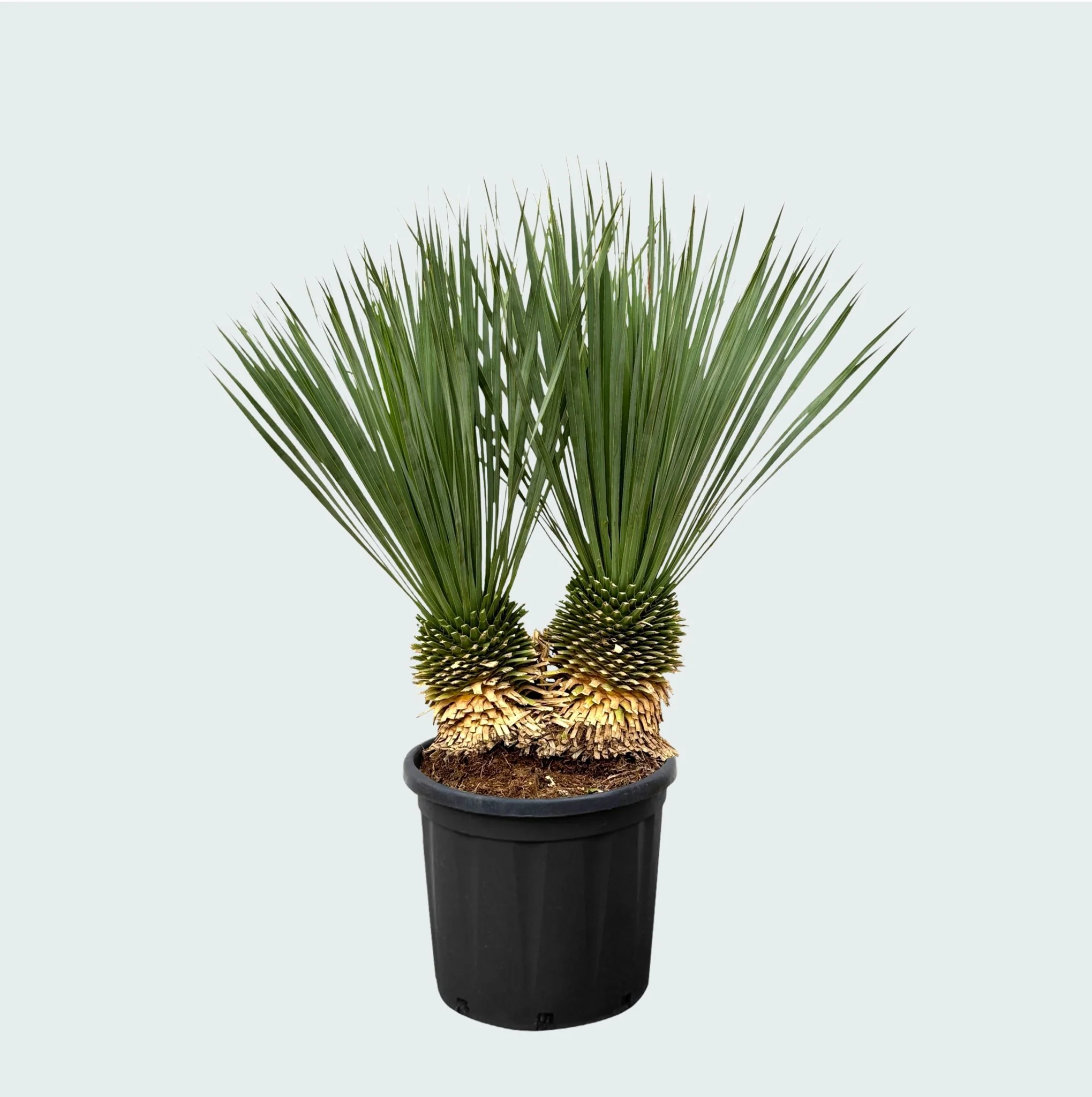Miniatuur 2