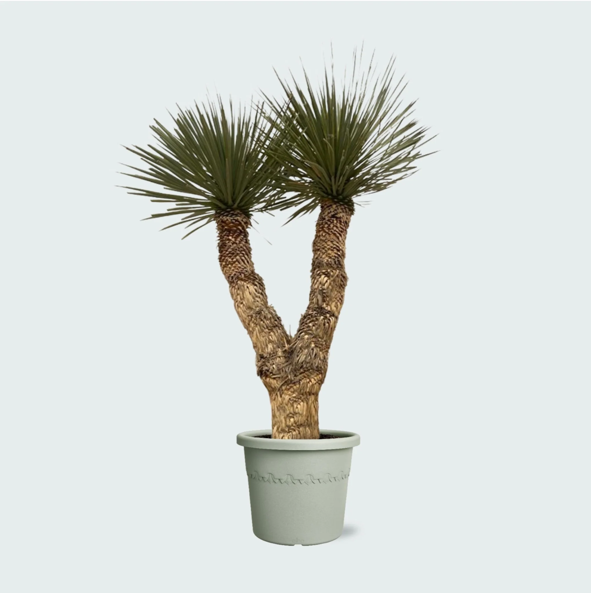 Miniatuur 1